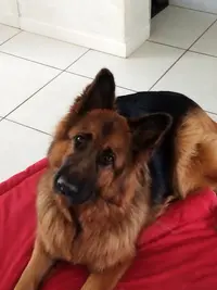 Dog S Way