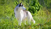 Lovesick - Élevage Siberian Husky Normandie