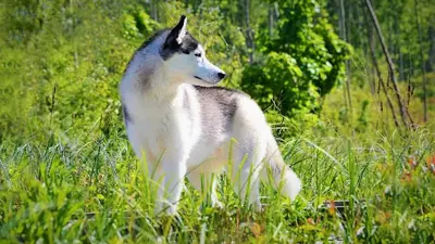Lovesick - Élevage Siberian Husky Normandie