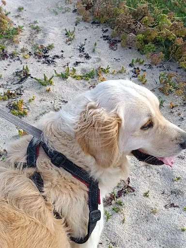 Pet S Evolution - Éducateur Canin