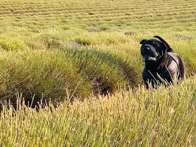 La Maison de Peïpeï - Pension Canine À Méry sur Marne
