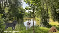 Elevage Labradors Sables, Red Fox, Noirs,chocolats & Goldens Retriever "l Etang des Vignerons" Calvados Normandie