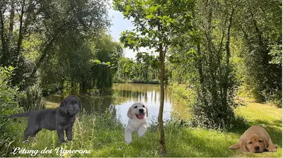 Elevage Labradors Sables, Red Fox, Noirs,chocolats & Goldens Retriever "l Etang des Vignerons" Calvados Normandie