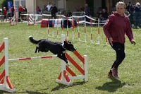 Esprit Canin 35 - Éducation et Agility