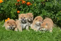 Mgn Sas-happy Puppy
