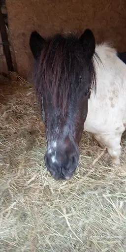 Les Poneys d'Alice