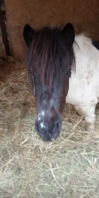 Les Poneys d'Alice