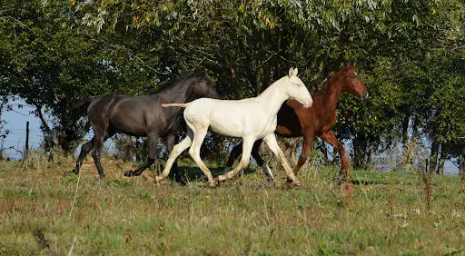 Lennye Lusitano