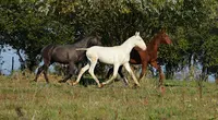 Lennye Lusitano
