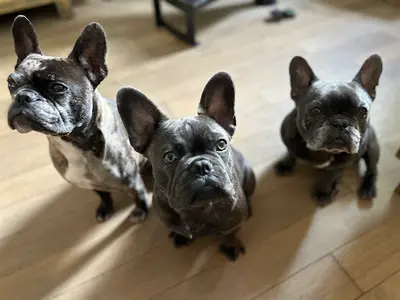 Silly Blue