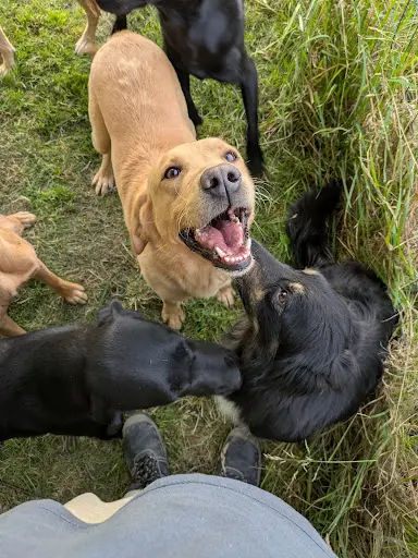 Herdwyn - Promeneur de Chien, Éducateur Canin, Remplacement d'Élevage.