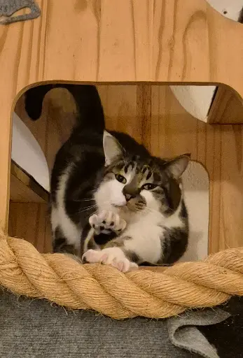 Le Moulin des Chats