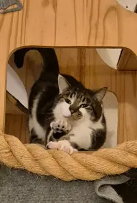 Le Moulin des Chats