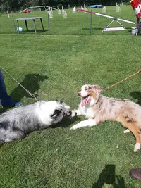 Ecole Canine Sportive de Messei
