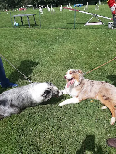Ecole Canine Sportive de Messei