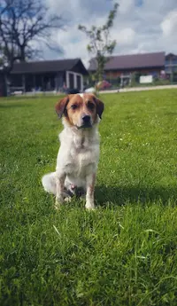 Educateur Canin Garderie Pat À Chiens