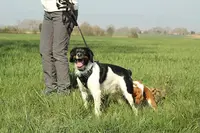 Vision Canine - Éducateur Canin À Domicile