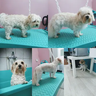 À la Patte de Lou