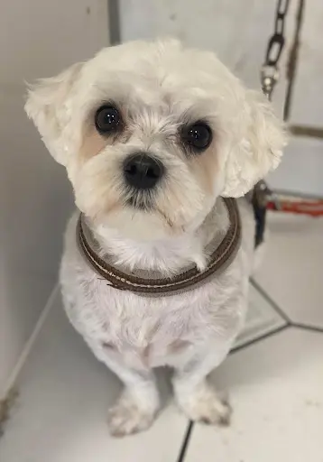 Beauté du Chien