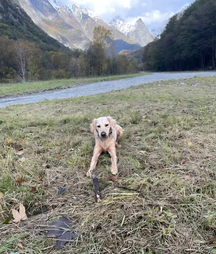 Entre Maître et Chien - Éducatrice Comportementaliste Canin