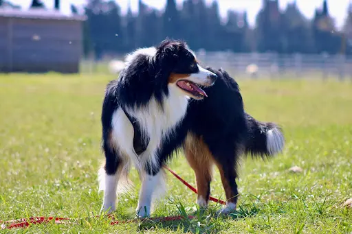Lumière Canine - Éducatrice et Comportementaliste Canin