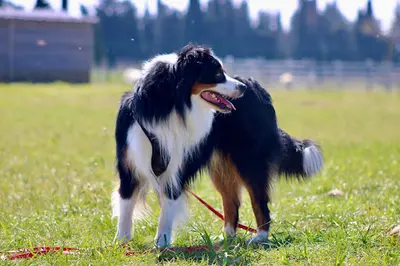 Lumière Canine - Éducatrice et Comportementaliste Canin