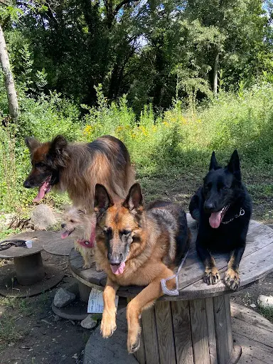 Dog S Paradise