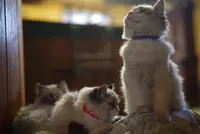 Chatterie: au Bonheur de Weenna - Elevage Familial de Ragdoll