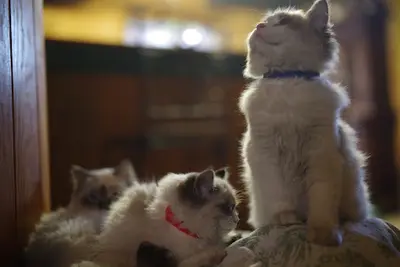 Chatterie: au Bonheur de Weenna - Elevage Familial de Ragdoll