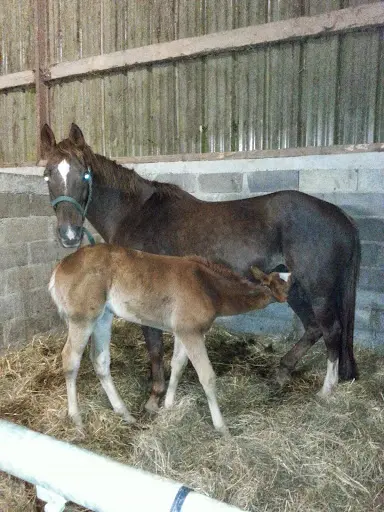 Haras de Landette