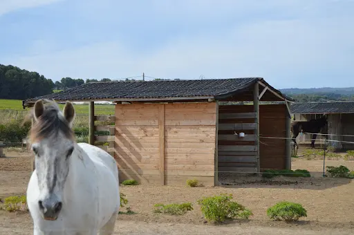 Caval Thau