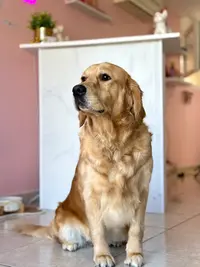 l'Amour Canin