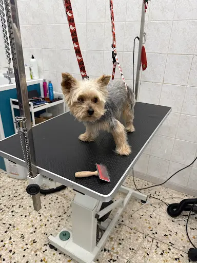 Le Salon du Chien