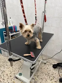 Le Salon du Chien