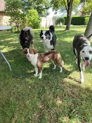 Saoka Éducation – Éducateur Canin & Pension Canine