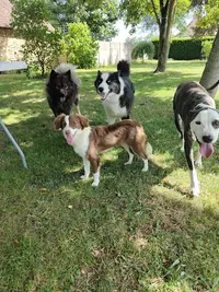 Saoka Éducation – Éducateur Canin & Pension Canine