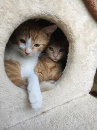 Un Coin de Félitude: Pension et Comportementaliste Pour Chats (cat-sitting Également)