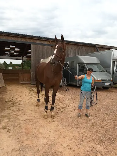 Haras de l'Epine Noire : Pension Cheval Lisieux (proche de Caen) - Écurie Proprietaire