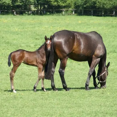 Haras de la Barbotière