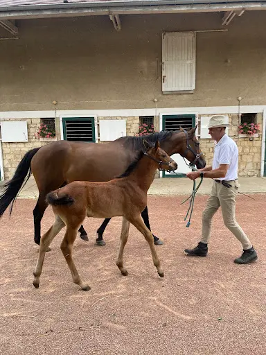 Haras D’ecajeul