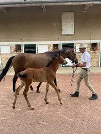 Haras D’ecajeul