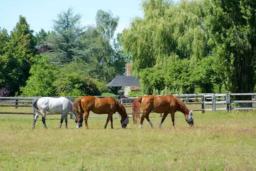 Haras du Levant - Pension Chevaux