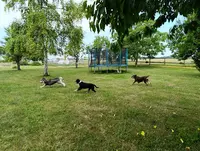 Canins des Champs