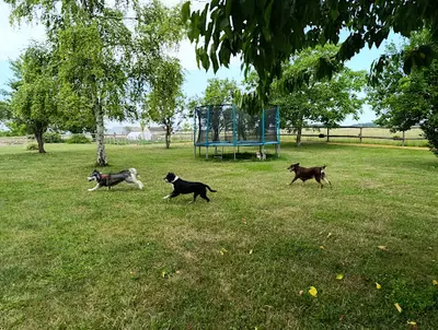 Canins des Champs