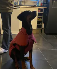 Elevage de Dobermann Ofdevilinside