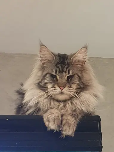Elevage Maine Coon Devil Inside