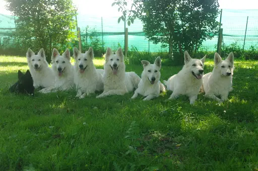 Les Petites Pattes Blanches