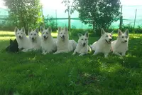 Les Petites Pattes Blanches