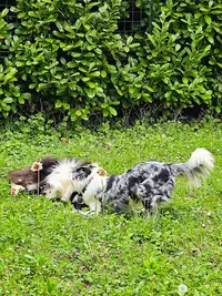 Em & les Animaux - Éducation & Comportement Canin - Services Pour Animaux Domestiques