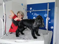 Pluto Chic Toilettage Pour Chiens À Migennes